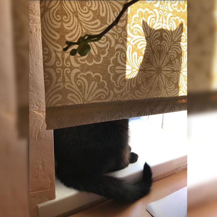 Minimalist doodle of a black cat sitting on a ledge with a gray cat silhouette, viral cat pics inspired artwork.
