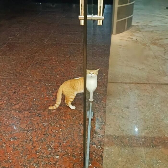 Minimalist doodle of an orange and white cat split into realistic and cartoonish halves, showcasing viral cat pics art.