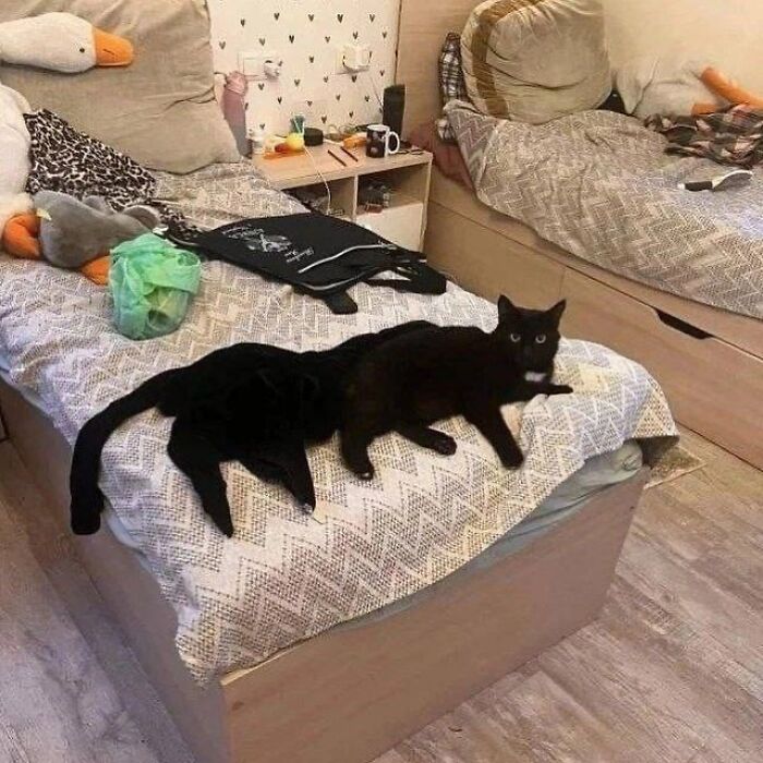 Minimalist doodle of a black cat with yellow eyes, inspired by viral cat pics turned into spot-on artwork.