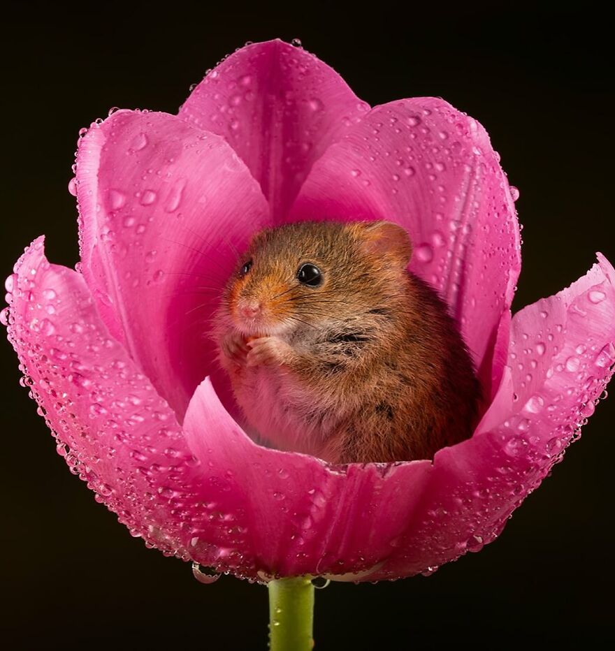 Small adorable animal nestled inside a pink flower covered in water droplets, showcasing beautiful animals nature scene.