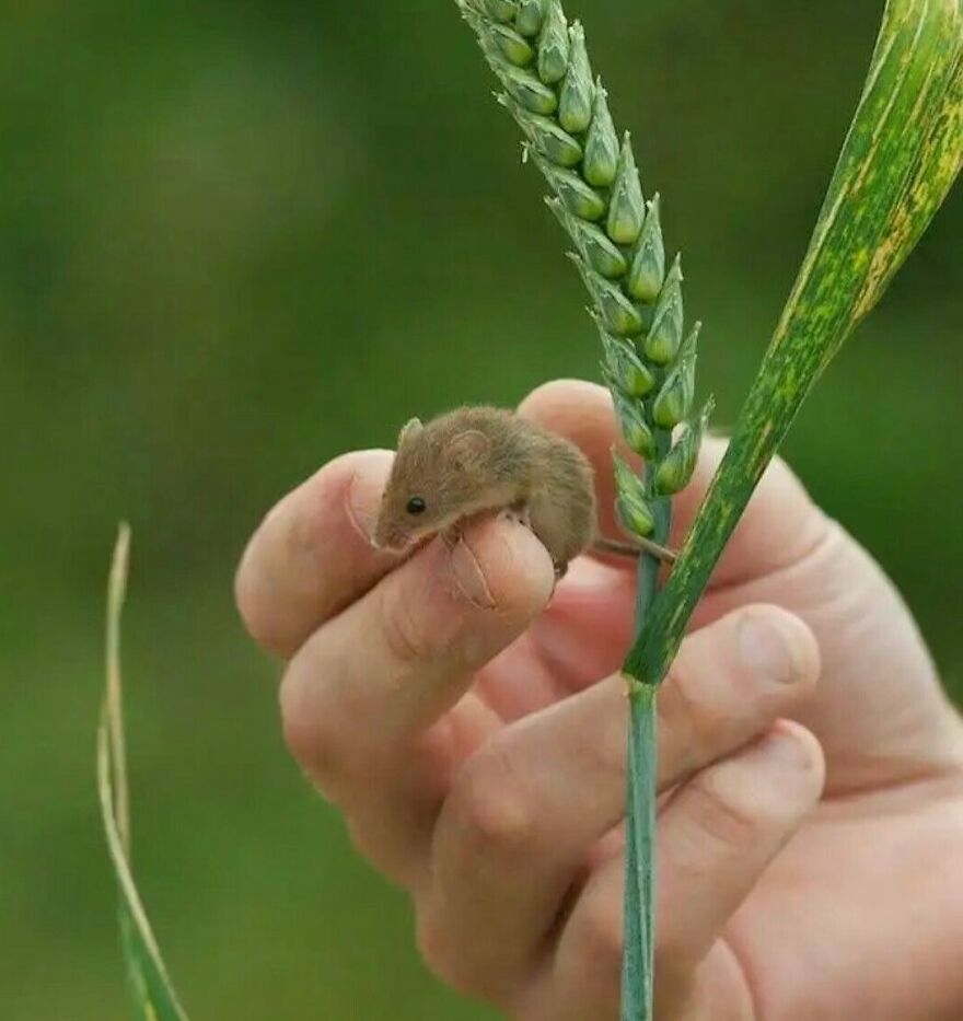 Tiny adorable animal perched on a finger next to green wheat in a natural outdoor setting with a blurred background.