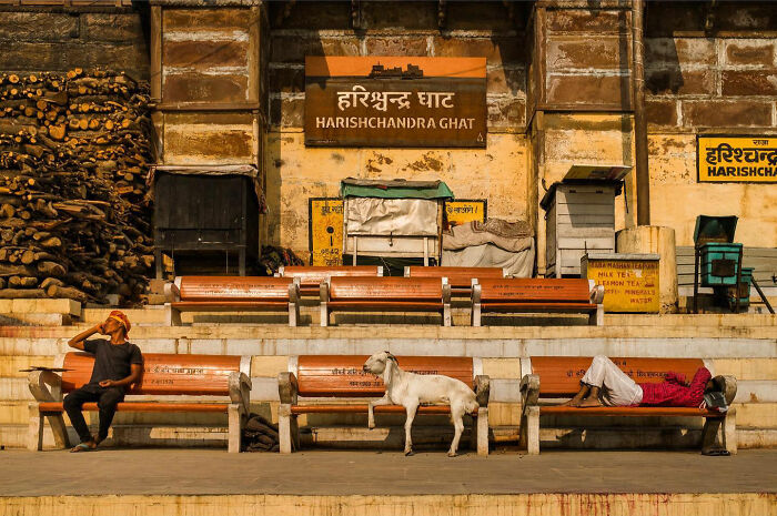 Candid everyday moment in Asia showing people and a goat resting on benches at Harishchandra Ghat.