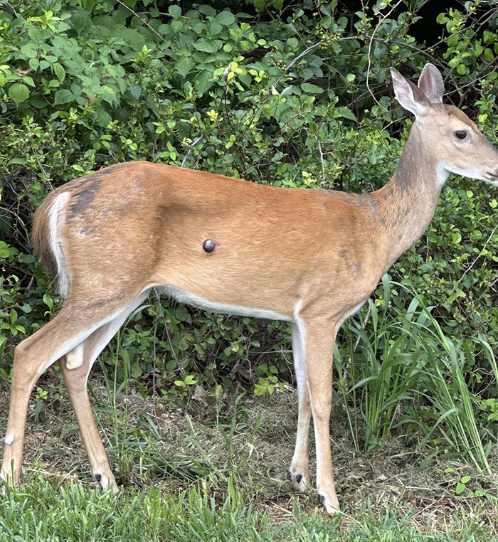 Deer standing near bushes with a dark flesh bubble on its side, raising concerns of a mutant deer outbreak in the US. Deer standing near bushes with a dark flesh bubble on its side, raising concerns of a mutant deer outbreak in the US.
