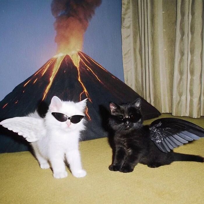 Illustration of two winged cats wearing sunglasses in front of an erupting volcano, viral cat pics turned into doodles.