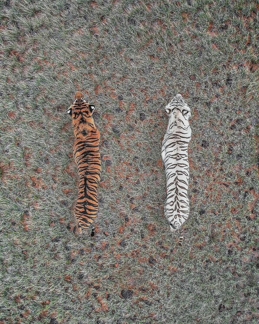 Aerial view of a white tiger and an orange tiger walking side by side on grassy terrain, showcasing adorable and beautiful animals.