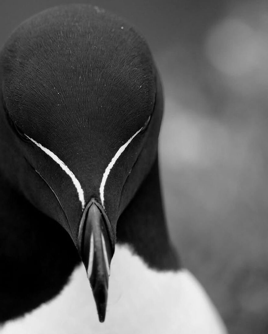 Close up of an adorable and beautiful animal, a penguin with distinct white facial markings in black and white photo.