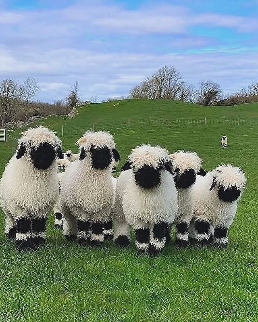 Group of adorable and beautiful animals with curly white wool and black faces standing on green grass.