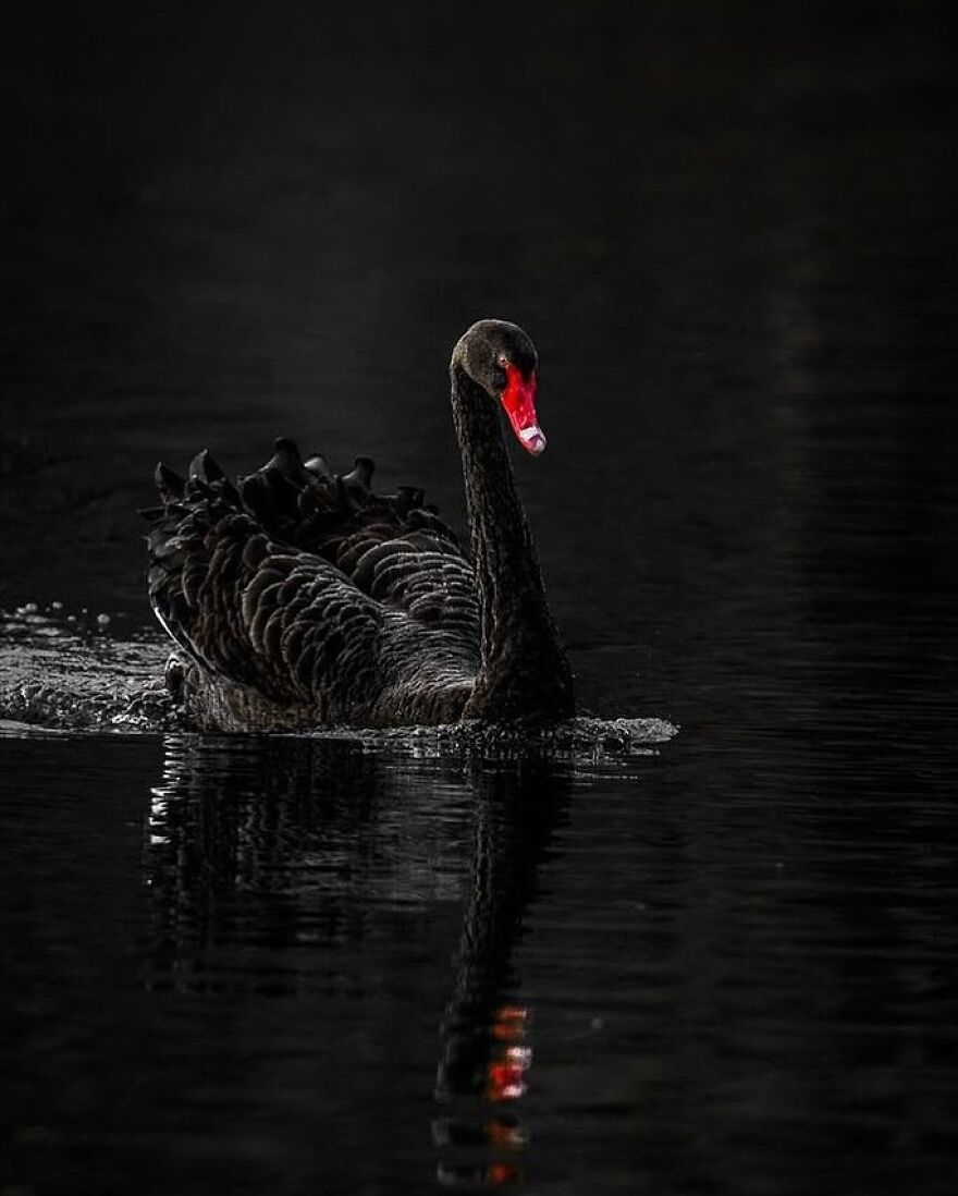Black swan gliding on dark water, showcasing beautiful feathers and striking red beak among adorable animals.