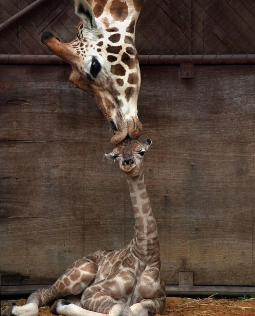Adult giraffe gently nuzzling a baby giraffe resting on the ground, showcasing adorable and beautiful animals.
