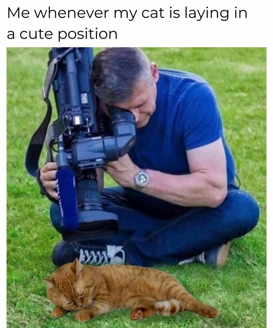 A man with a camera closely photographing a cute cat lying on the grass in a funny and adorable animal meme.