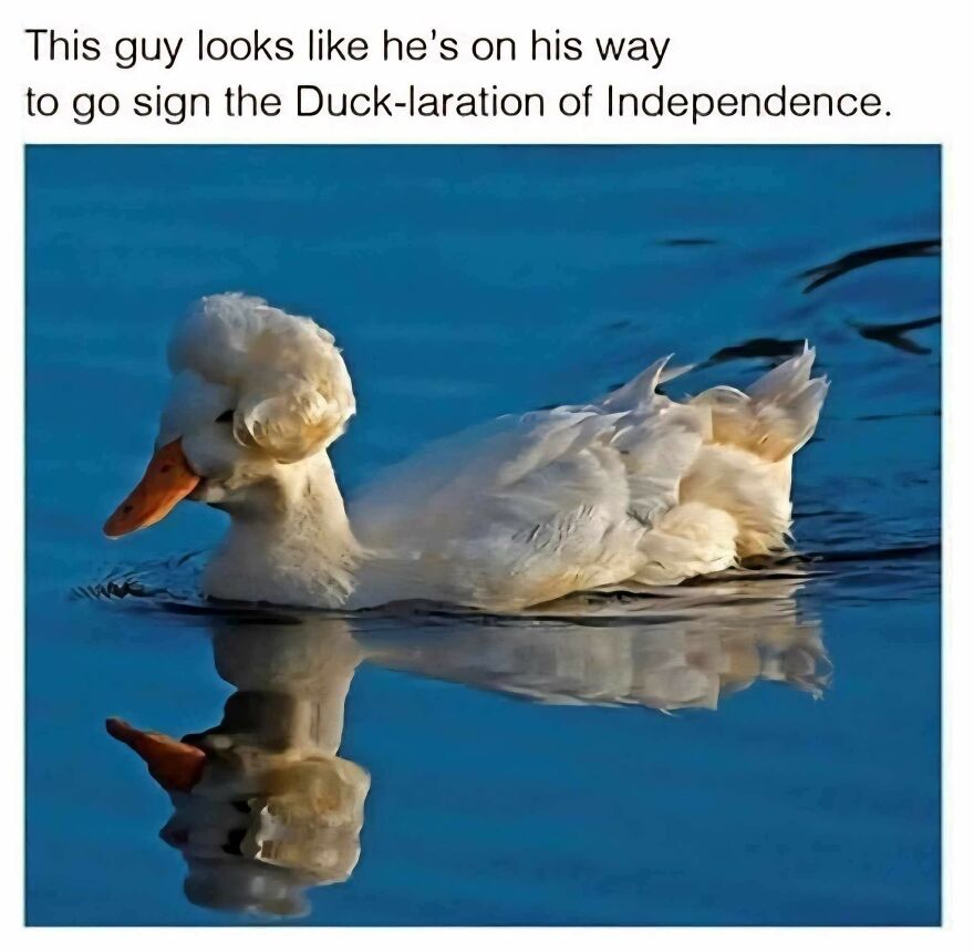 White duck with a fluffy head swimming calmly, captioned with a funny pun about the Duck-laration of Independence.