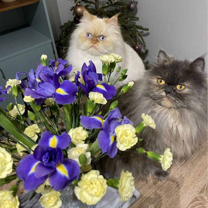 Minimalist doodle of two cats with flowers, showcasing an artist’s viral cat pics turned into spot-on sketches.