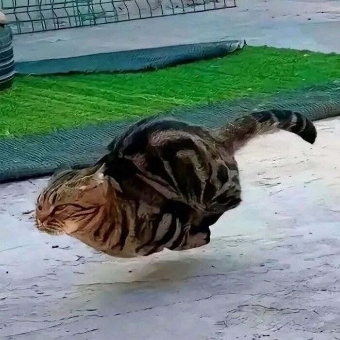 Minimalist doodle of a viral cat running swiftly, capturing the humor and charm of popular cat pictures.