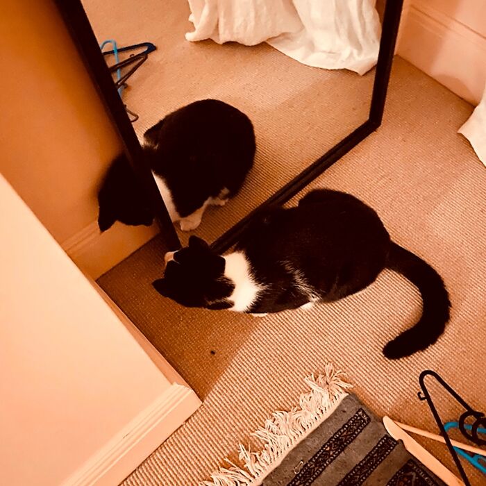 Minimalist doodle of a cat looking at its reflection, showcasing viral cat pics turned into hilariously spot-on art.