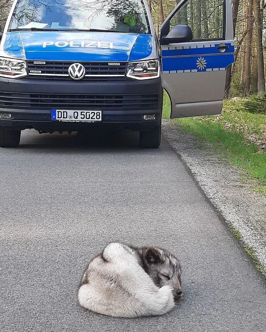 Sleeping adorable animal curled up on road near police vehicle, showcasing beautiful animals that might brighten up your day.