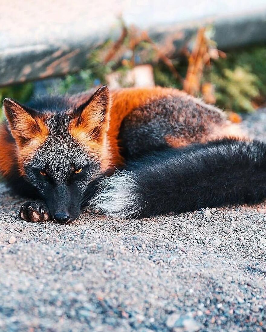 Close-up of an adorable and beautiful fox resting on gravel, showcasing vibrant orange and black fur patterns.
