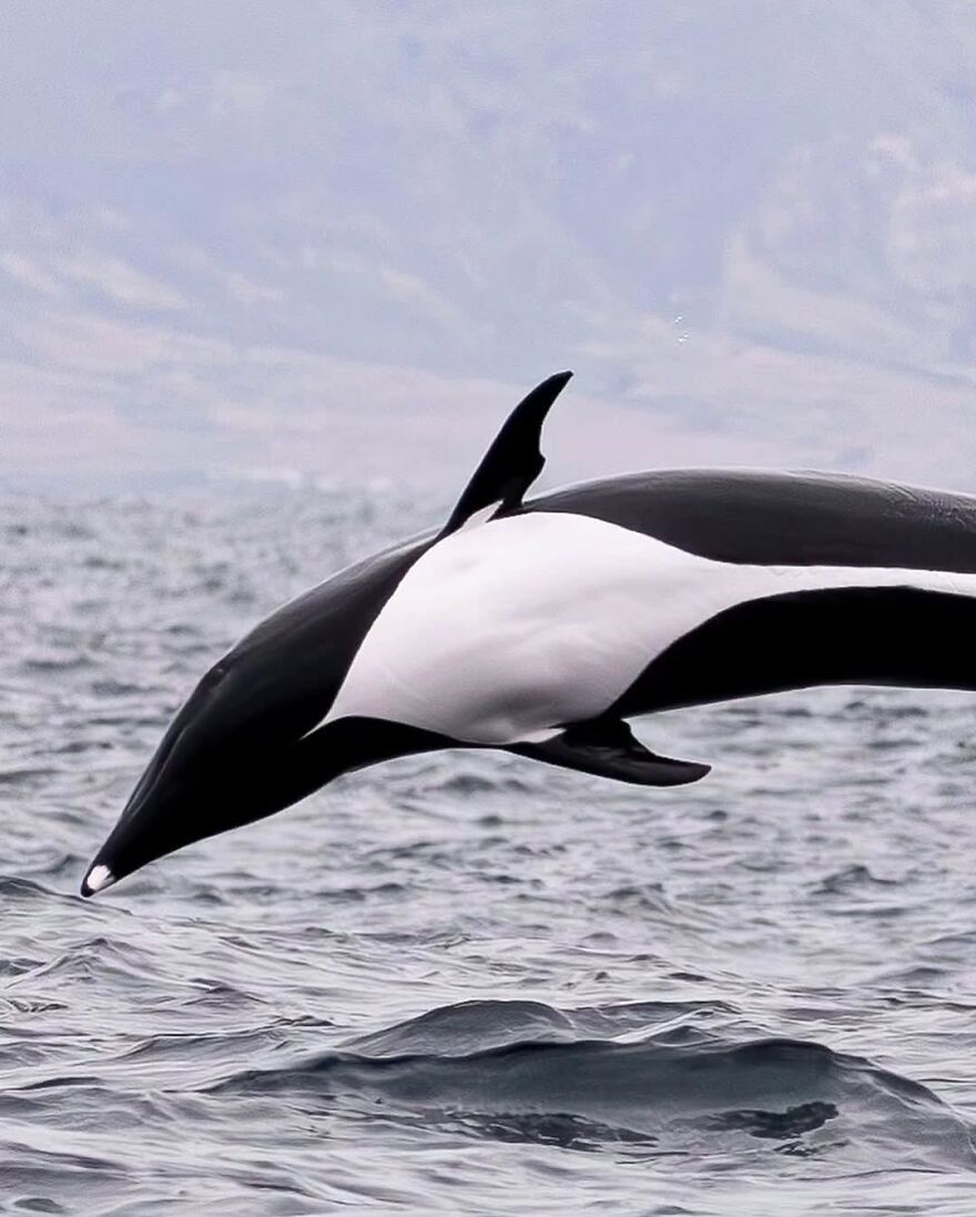 Orca leaping out of the ocean, showcasing one of the adorable and beautiful animals in motion over the water.