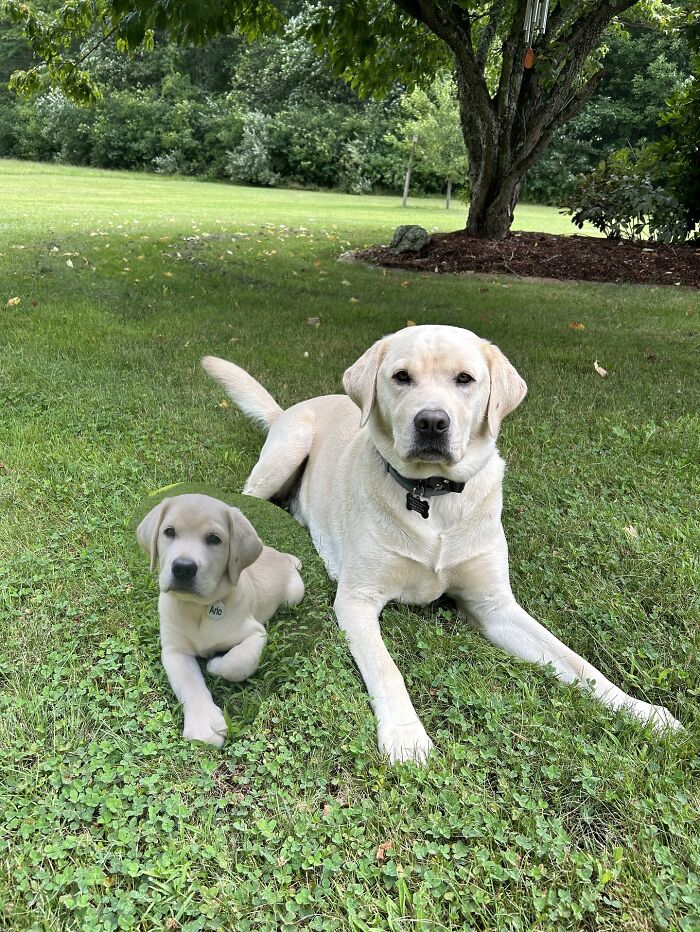 Two Labrador dogs lying on grass showing adorable animal photo edits with younger and older versions together.