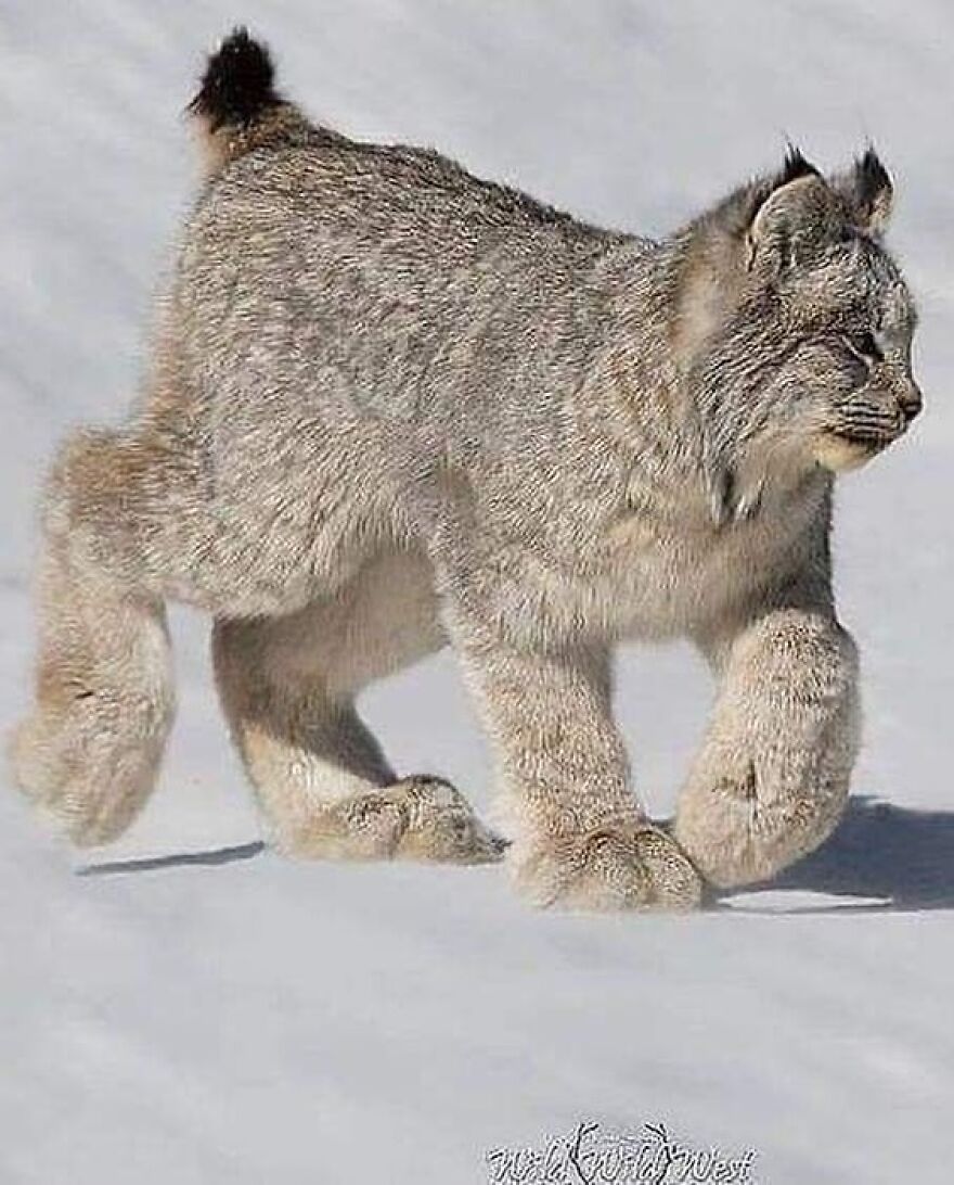 Young lynx with fluffy fur walking on snow, showcasing adorable and beautiful animals in a natural winter setting.