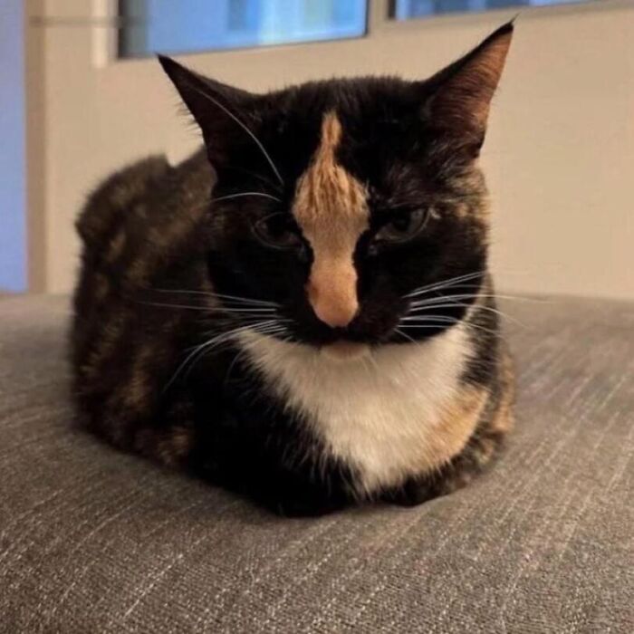 Minimalist doodle of a black cat with orange markings inspired by viral cat pics, capturing its unique and humorous expression.