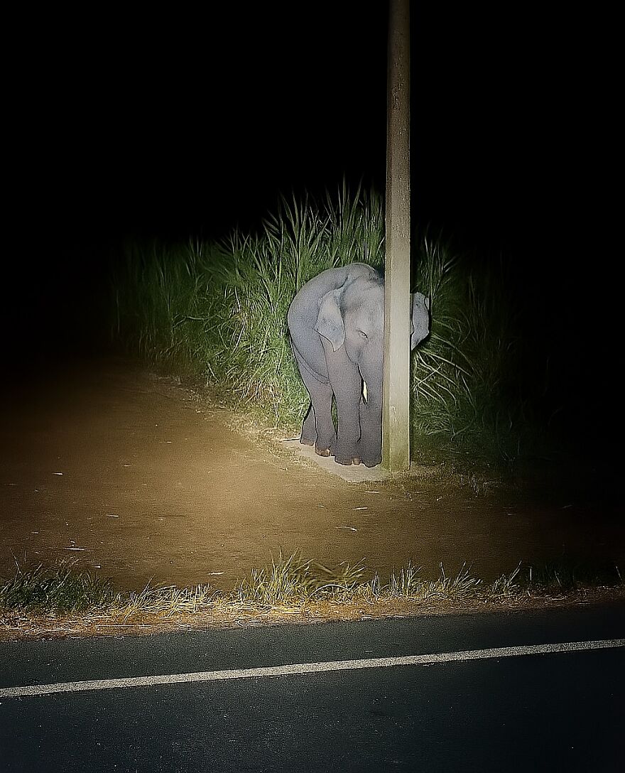 Baby elephant standing by a pole on a roadside at night, one of the adorable and beautiful animals in nature.