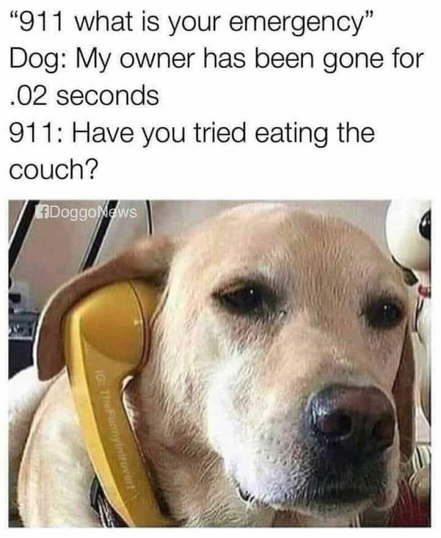 Dog holding a phone with a funny meme about dogs and couch chewing in cute animal memes to make you smile.