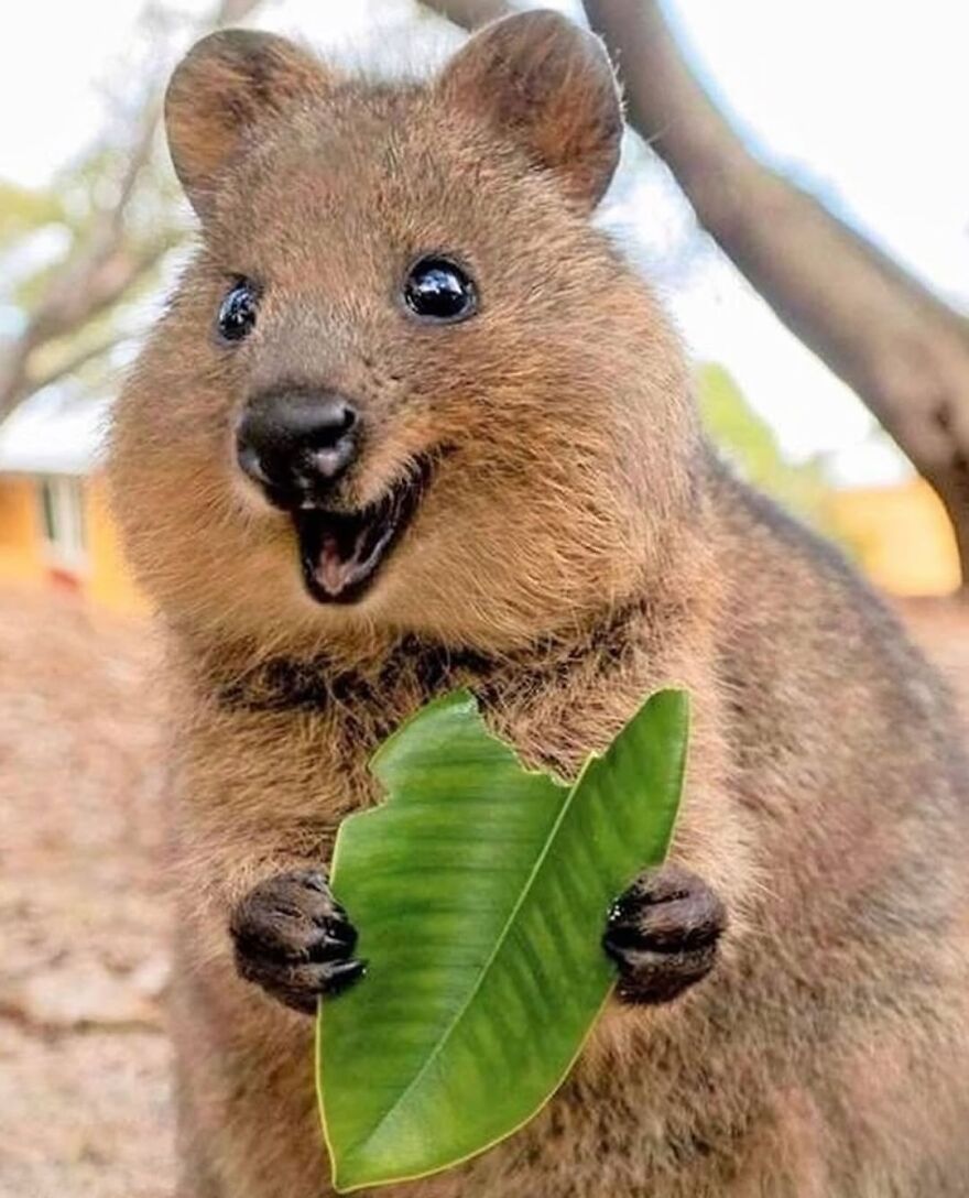 Cute quokka holding a green leaf outdoors, one of the adorable and beautiful animals that might brighten up your day.