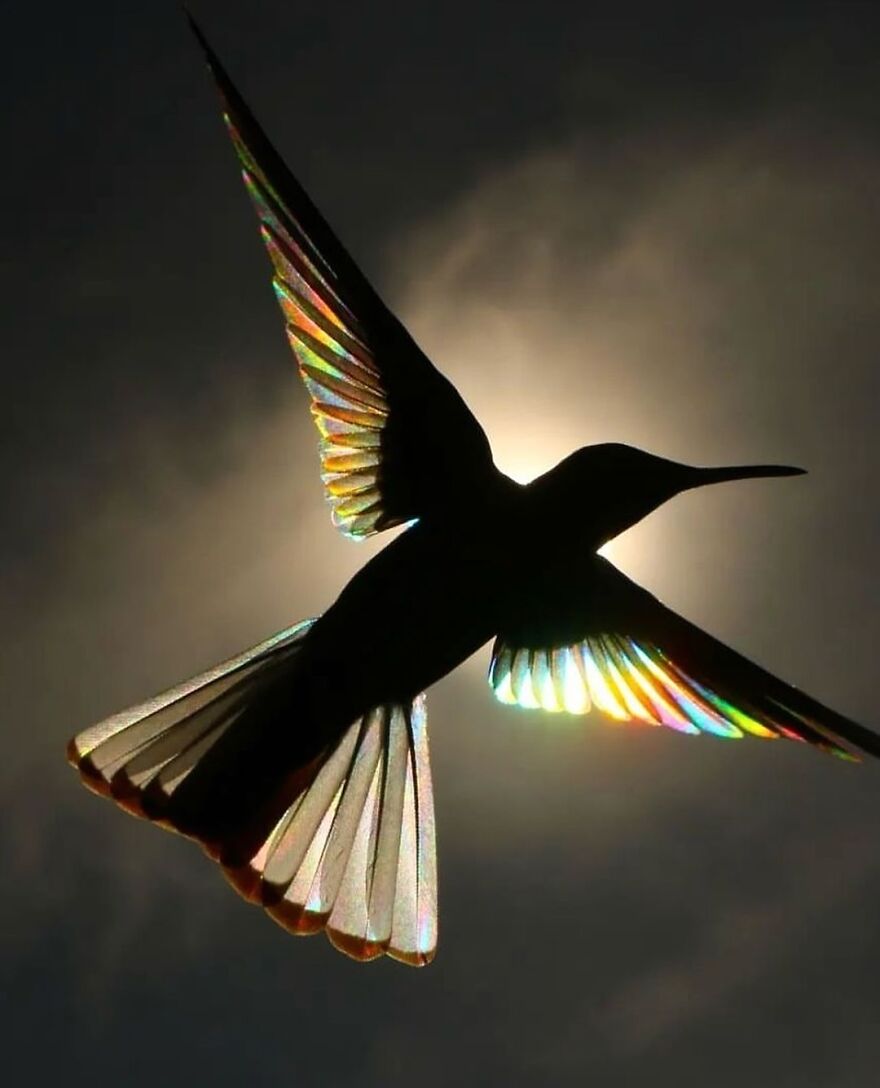 Silhouette of an adorable and beautiful bird with rainbow-colored wings glowing against the sun and dark sky background.