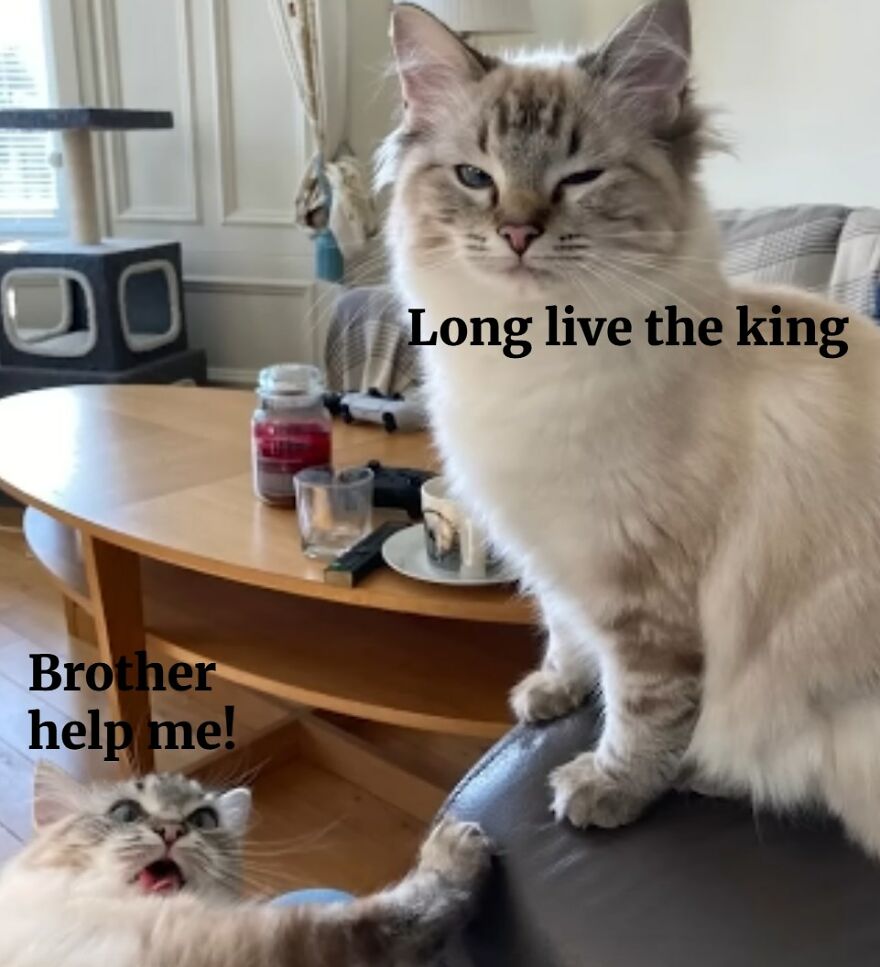 Two cats creating a funny and cute animal meme with one cat looking serious and the other reaching out for help.