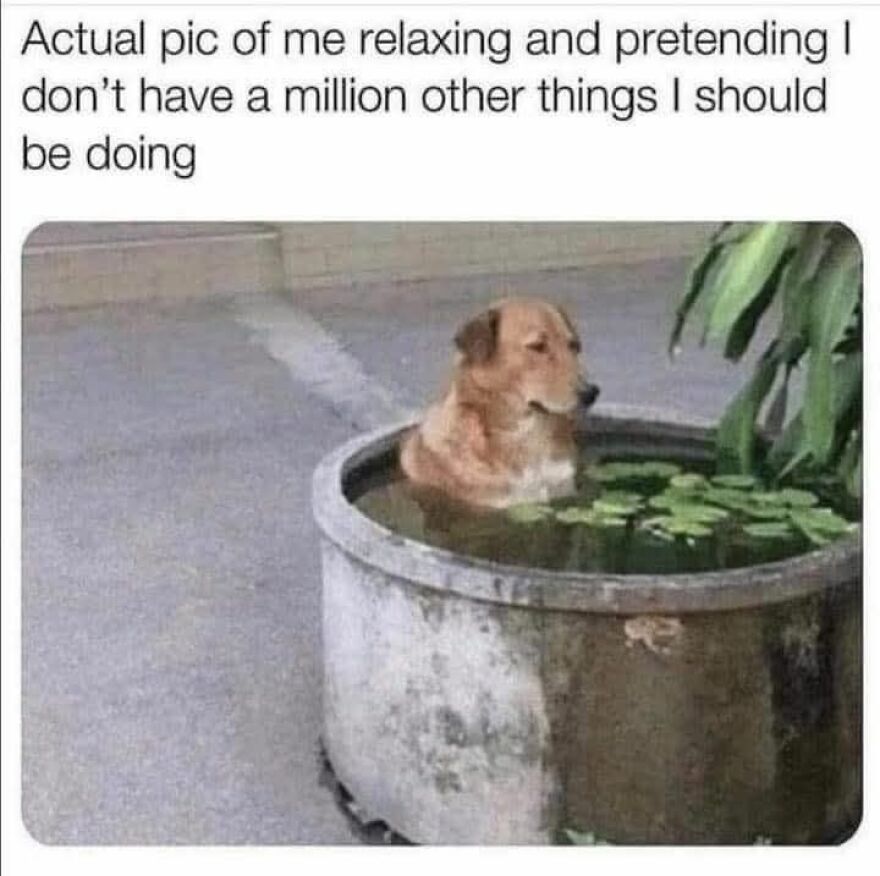 Funny and cute animal meme showing a dog relaxing in a large water basin, pretending to be calm and stress-free.
