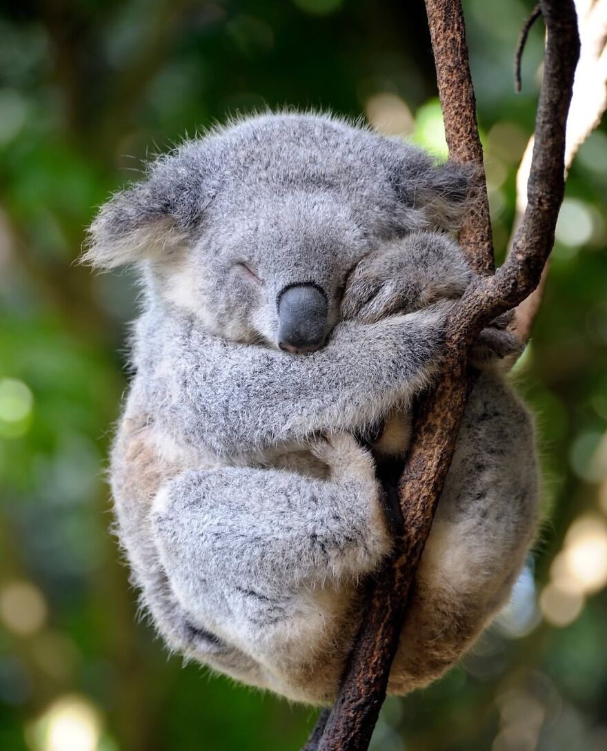 Sleeping koala clinging to a tree branch, showcasing one of the adorable and beautiful animals that brighten up your day.