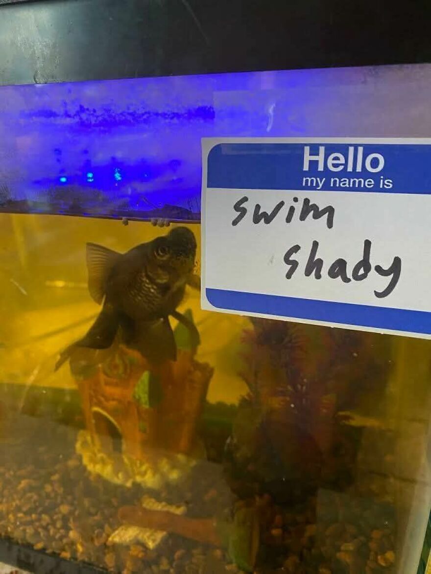 Black fish in a tank with a name tag labeled swim shady, a funny and cute animal meme to make you smile.