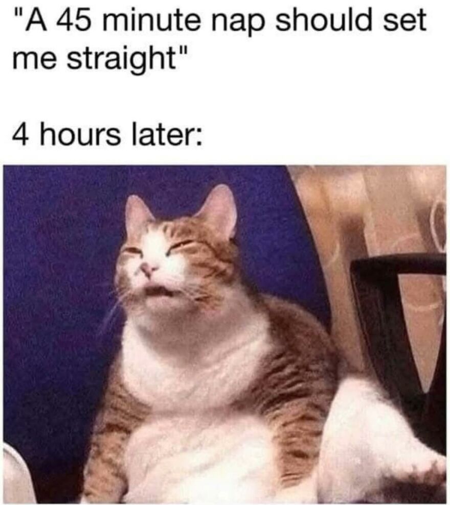 Funny and cute animal meme showing a sleepy cat after a long nap, capturing a humorous and relatable moment.