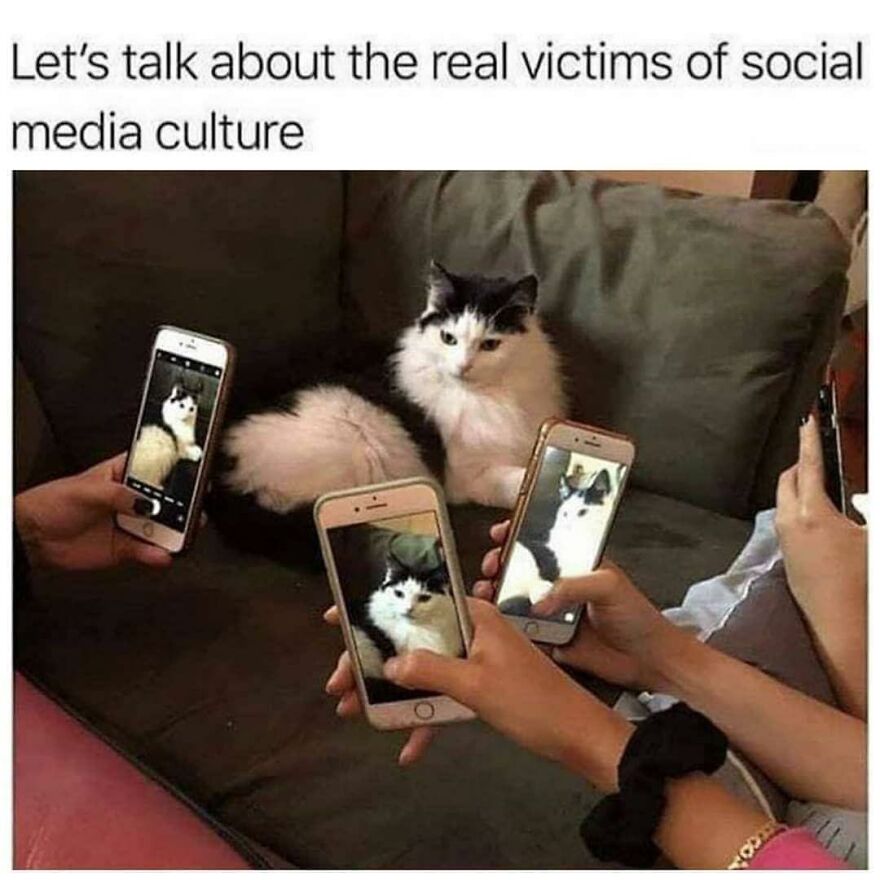 Cat lying on a couch surrounded by multiple phones capturing its photo, highlighting funny and cute animal memes.