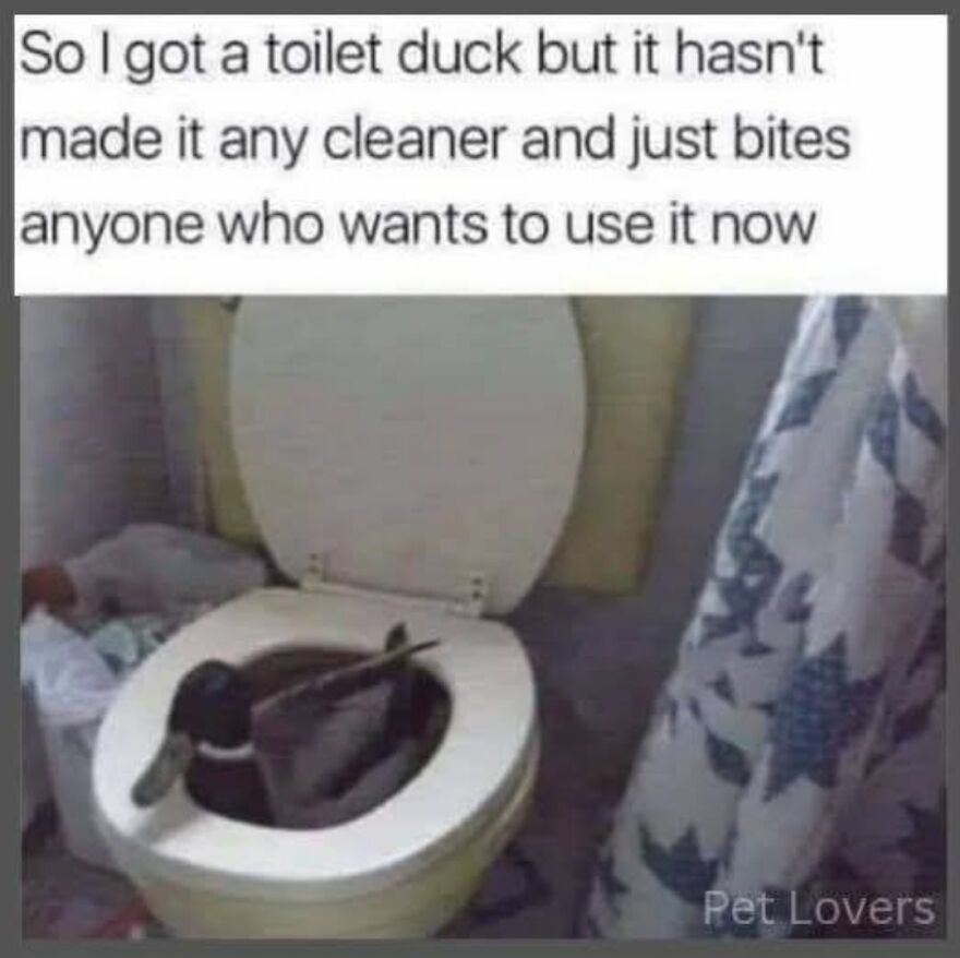 Duck sitting inside a toilet bowl, humorously biting anyone who tries to use it, in a funny and cute animal meme.