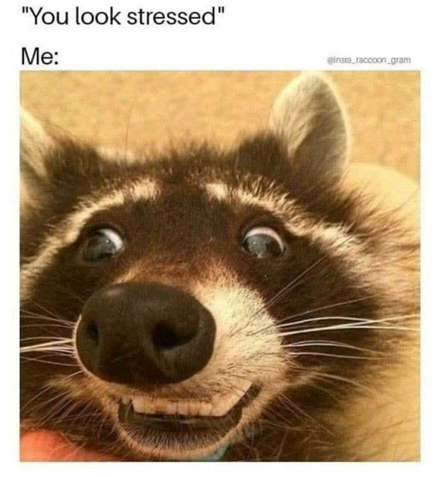 Close-up of a funny raccoon making a goofy face, part of funny and cute animal memes to make you smile.