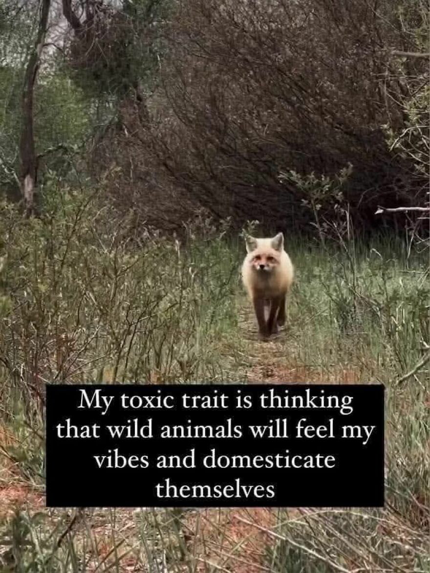 Fox walking on a forest path with a funny meme about wild animals and cute animal memes to make you smile.