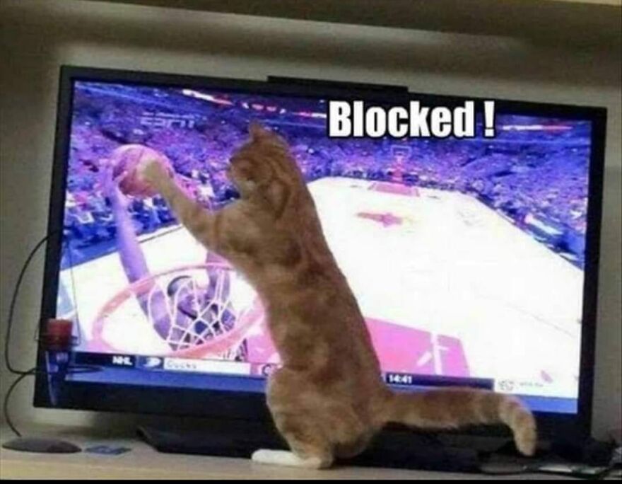 Cat appears to block a basketball shot on TV screen, a funny and cute animal meme bringing smiles.