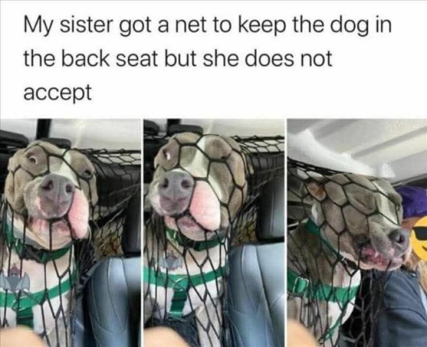 Dog stuck in a car safety net, humorously resisting, featured in funny and cute animal memes to brighten your day.