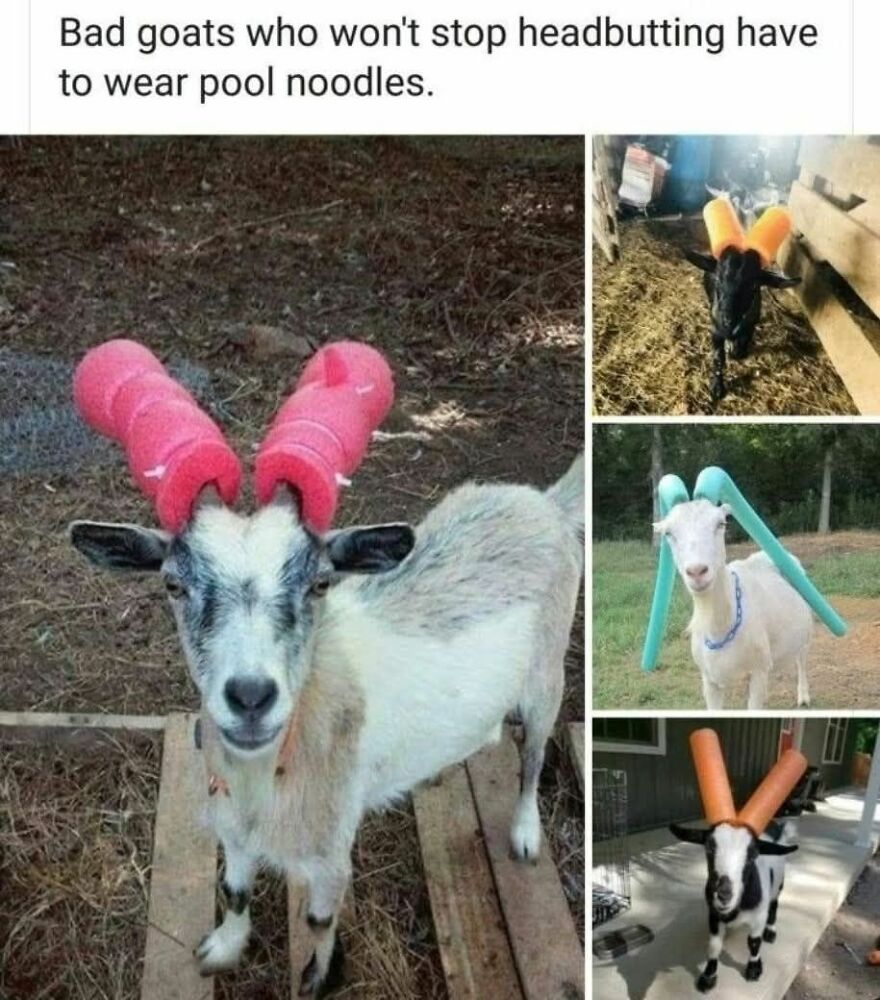 Goats wearing colorful pool noodles on their heads to prevent headbutting in funny and cute animal memes.