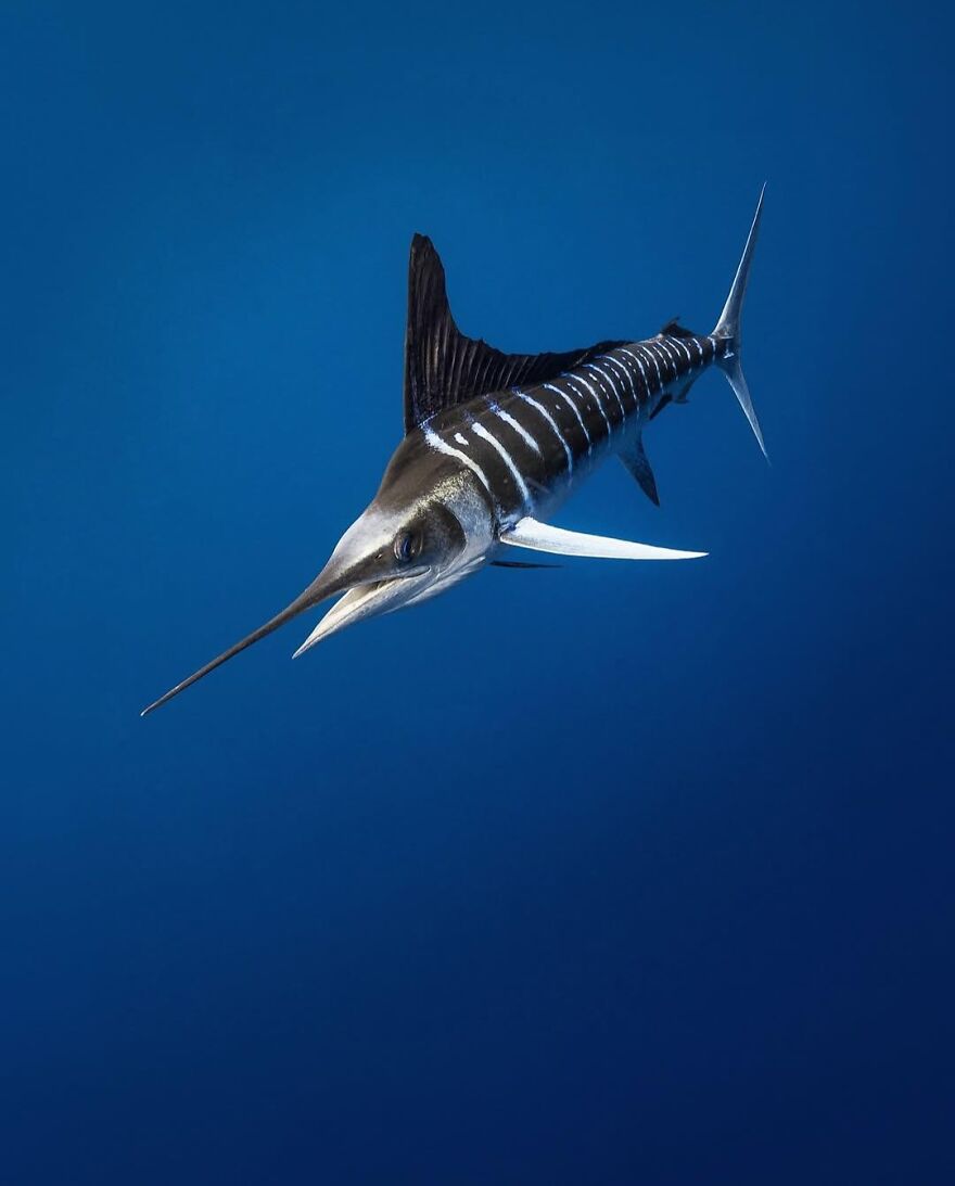 Striped marlin swimming in deep blue ocean showcasing beautiful and adorable animals that brighten up the day.