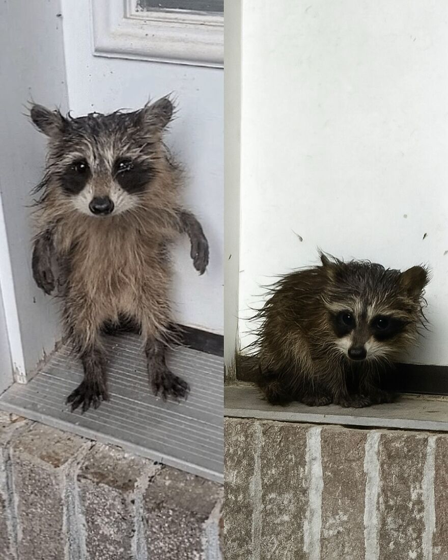 Two adorable and beautiful raccoons by a doorstep, one standing and one sitting, possibly brightening up the day.