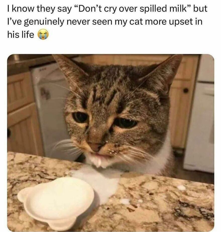 Upset cat with spilled milk on a kitchen counter, a funny and cute animal meme that might make you smile today