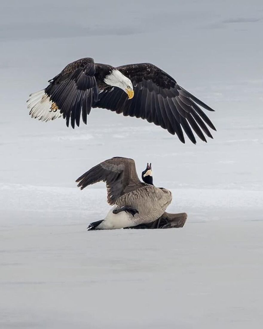 Bald eagle flying above a Canada goose on snow, showcasing beautiful animals in a natural winter setting.