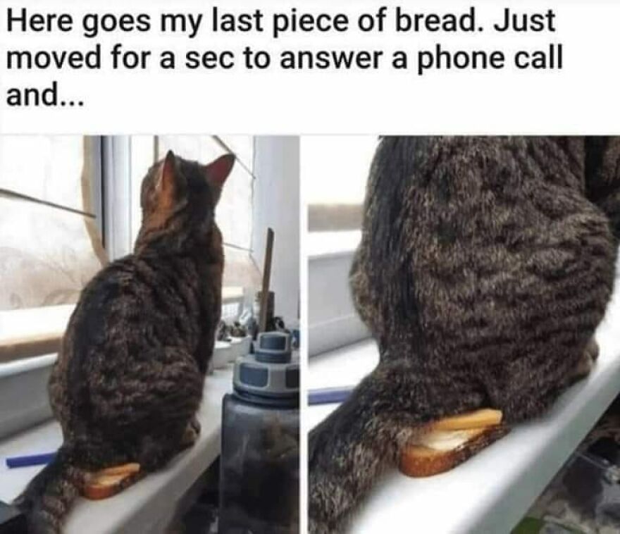 Tabby cat sitting on a windowsill with its tail covering a piece of bread, a funny and cute animal meme.