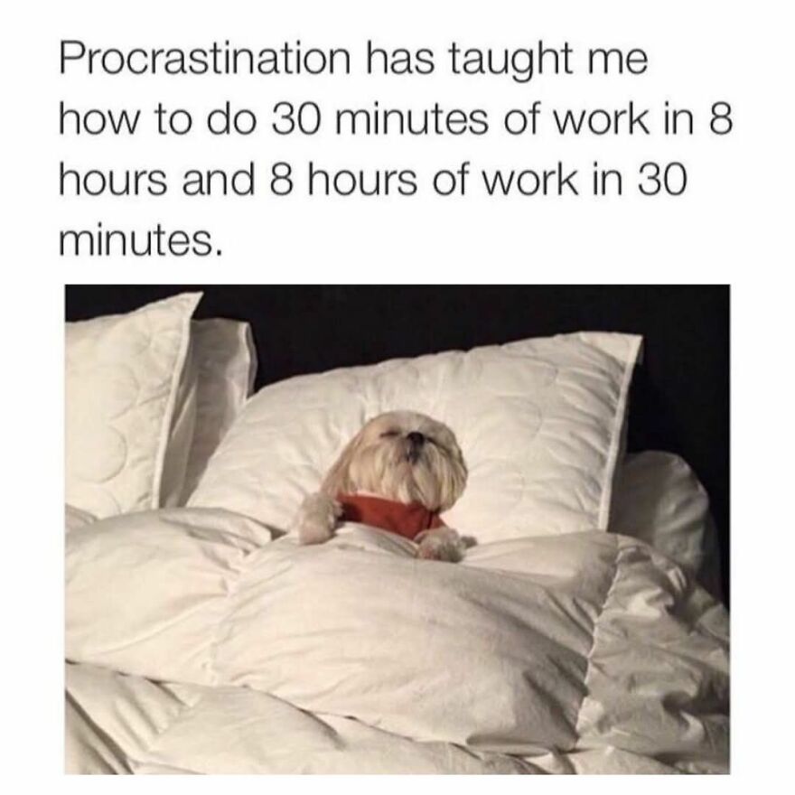 Small dog wearing a red shirt lying in bed under white blankets with funny animal meme about procrastination.