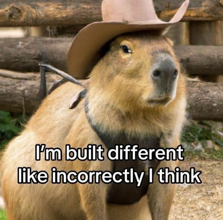 Capybara wearing a cowboy hat with a funny caption, part of funny and cute animal memes collection.