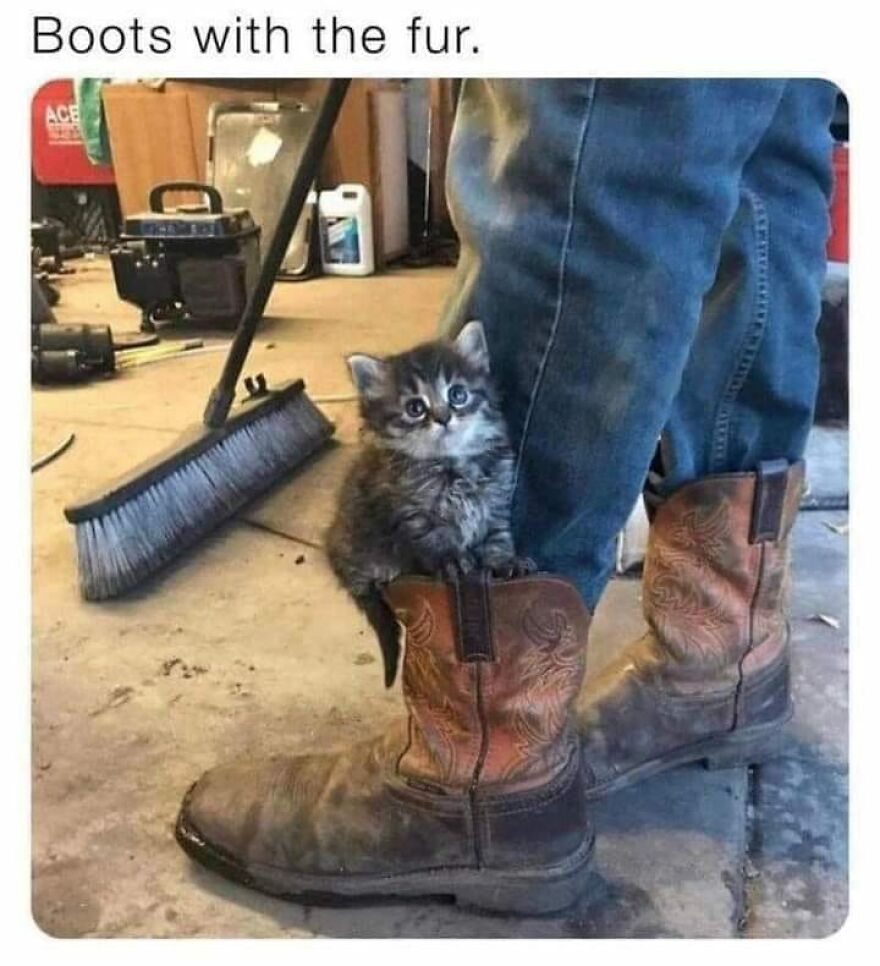 Cute kitten sitting inside a worn leather boot, showcasing adorable animal memes for a reason to smile today.