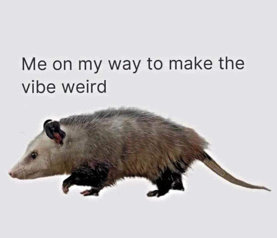 Funny and cute animal meme featuring an opossum with text about making the vibe weird for a reason to smile today.