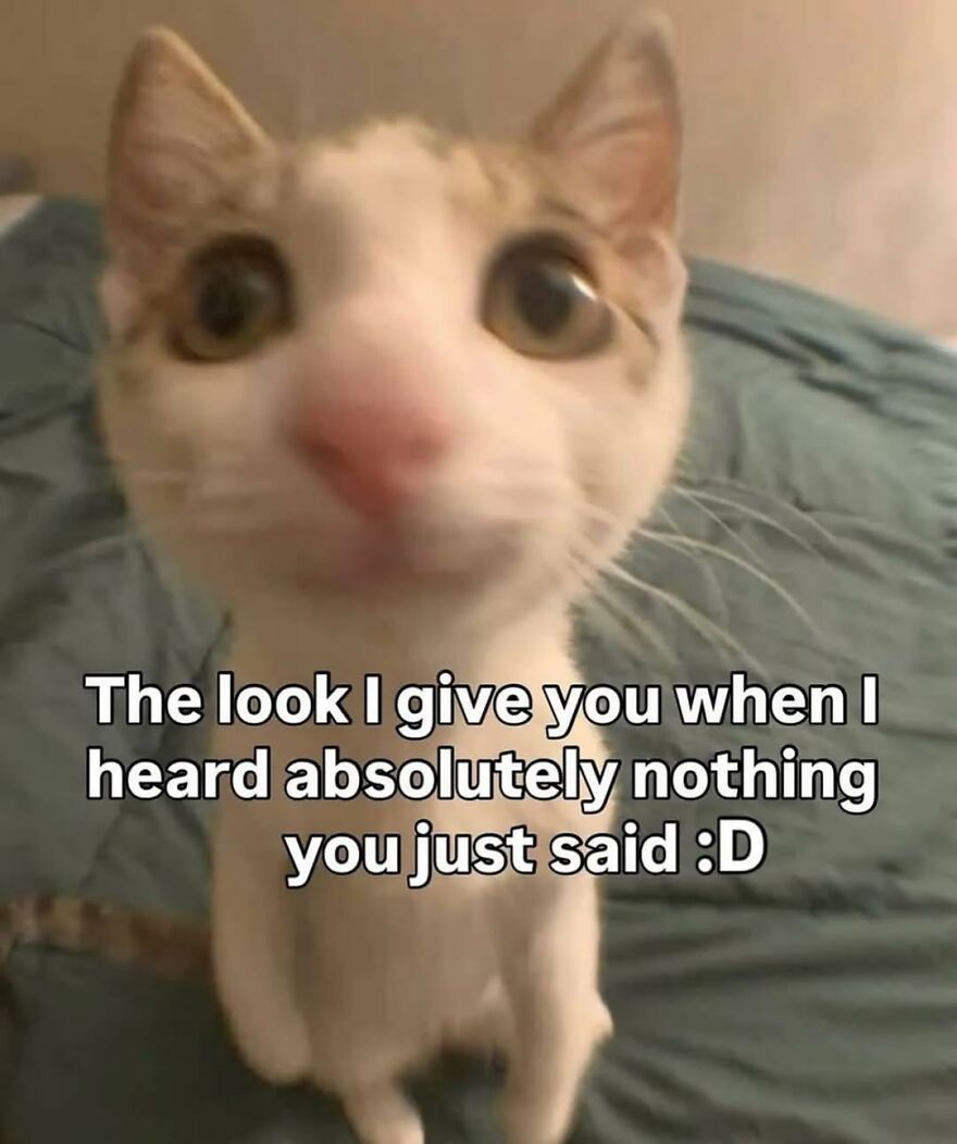 Close-up of a cute cat with wide eyes and a funny expression, perfect for funny and cute animal memes.